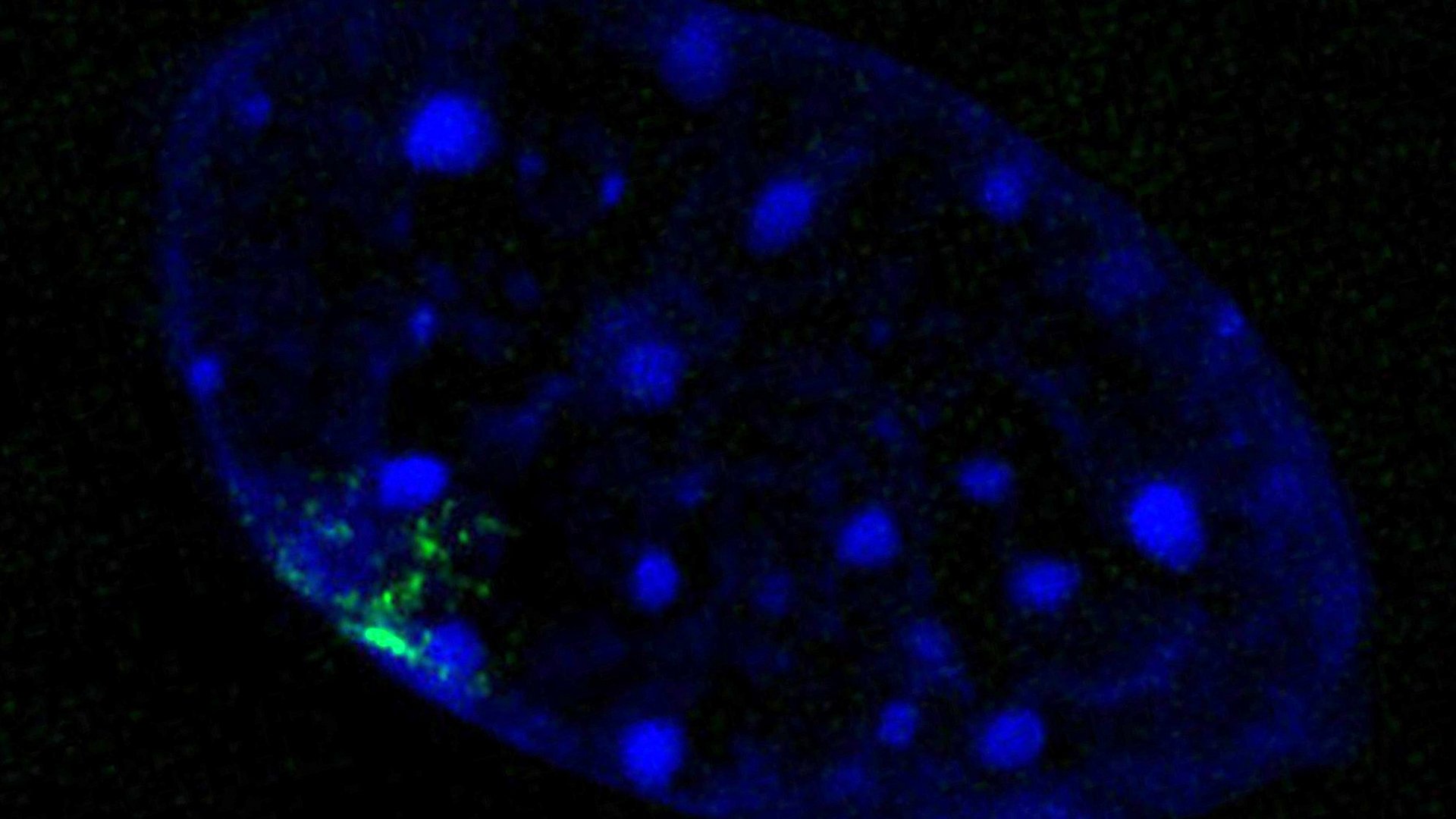 a cell nucleus in which the Barr body is marked in green