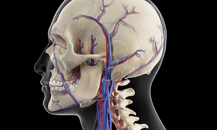 A human skeleton with neck arteries.