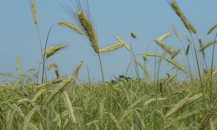 Roggen ist eine Vertreterin der Triticeae, einer Gruppe von Süßgräsern, die neben Roggen auch die verwandten Getreidearten Brotweizen und Gerste umfasst. (Foto: E. Bauer/ TUM)