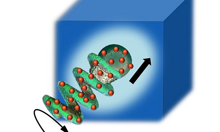 Der Enzym-beschichtete (rot markiert) Mikropropeller kann Mucus verflüssigen. (Bild: Debora Walker/MPI für Intelligente Systeme Stuttgart)