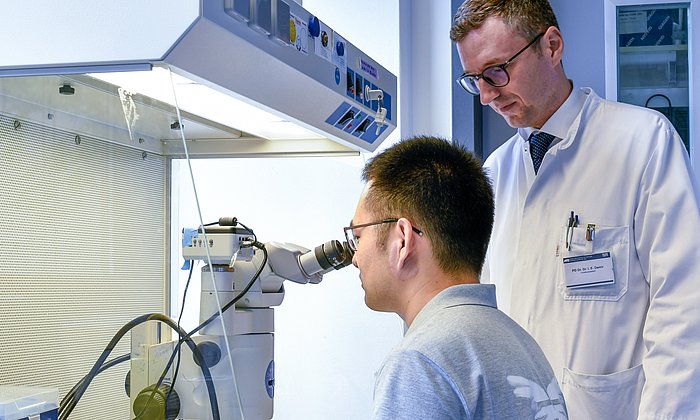 Ein Mitarbeiter von Dr. Ekin Demir (rechts) isoliert  sensorische Nervenzellen (Neuronen) unter einem Stereomikroskop.