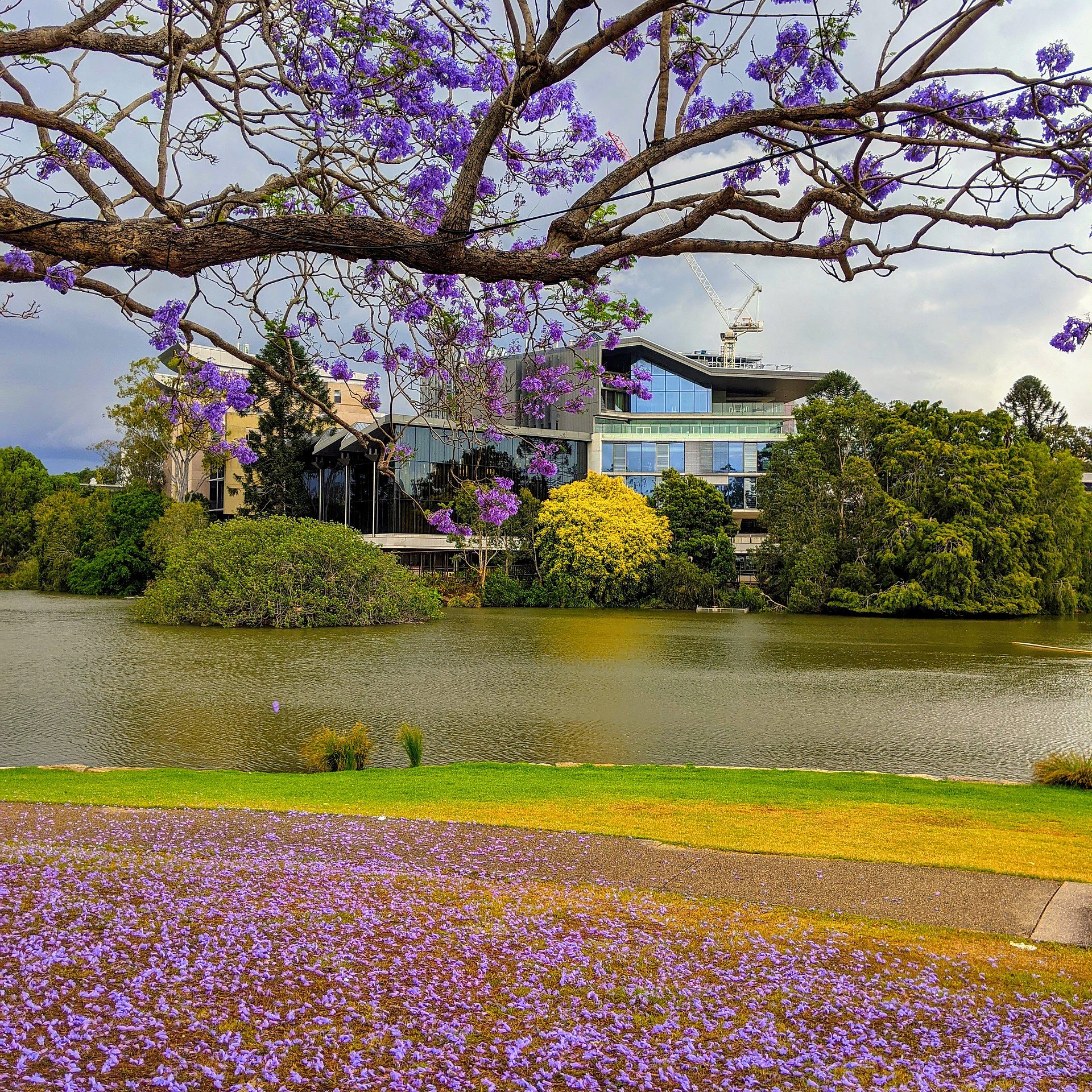 Ein Gebäude der University of Queensland umgeben von lila blühenden Jacaranda-Bäumen.