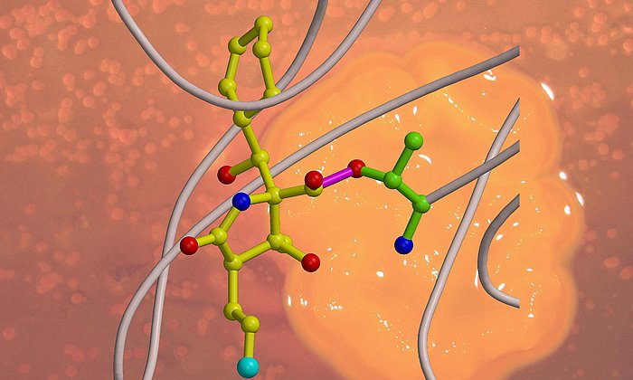 Wie ein Schlüssel passt Salinosporamide A und blockiert das Proteasom