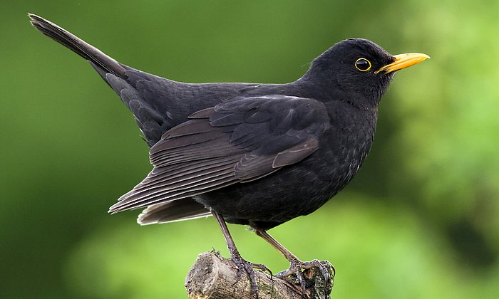 Vögel können auch ohne Außenohren hören - warum, hat jetzt ein Forschungsteam der TUM herausgefunden.