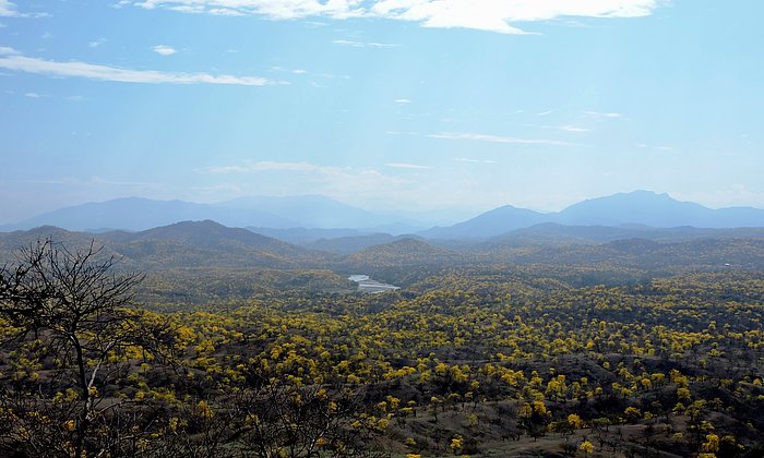 Ein Großteil der Trockenwälder Ecuadors liegt im Südwesten des Landes, in der Region Tumbes-Chocó-Magdalena. (Foto: Carlos I. Espinosa/UTPL)