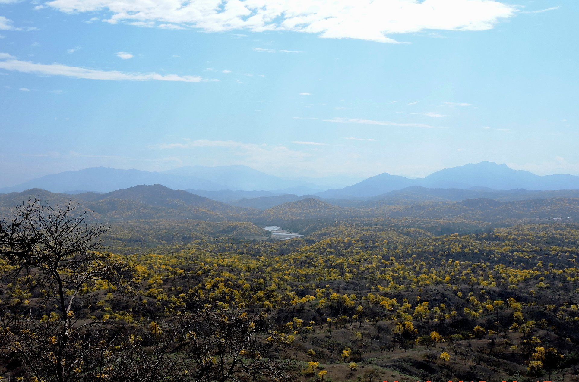 Most of Ecuador's dry forests are located in the southwest of the country, in the Tumbes-Chocó-Magdalena region. (Photo: Carlos I. Espinosa/UTPL)