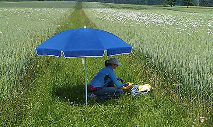 Eine Wissenschaftlerin sammelt Regenwürmer im Grasstreifen zwischen zwei Feldern.