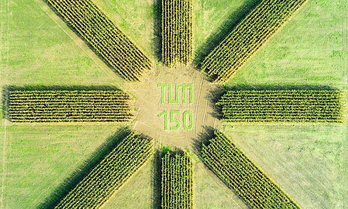 Im Jubiläumsjahr entstand diese Luftaufnahme einer Maisanpflanzung des Lehrstuhls für Pflanzenernährung, die nun die Weihnachtskarten der TUM ziert. (Bild: Prof. Urs Schmidhalter)