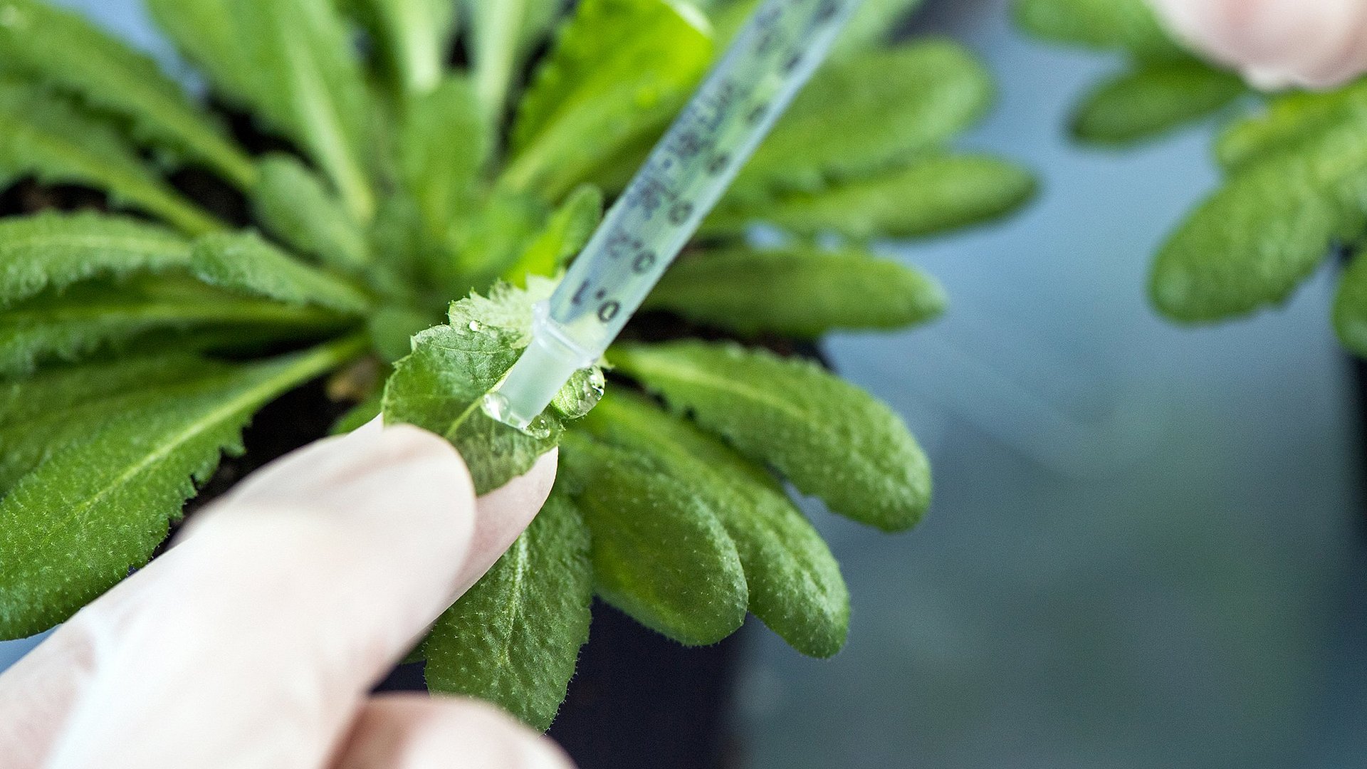 Arabidopsis thaliana leaves.