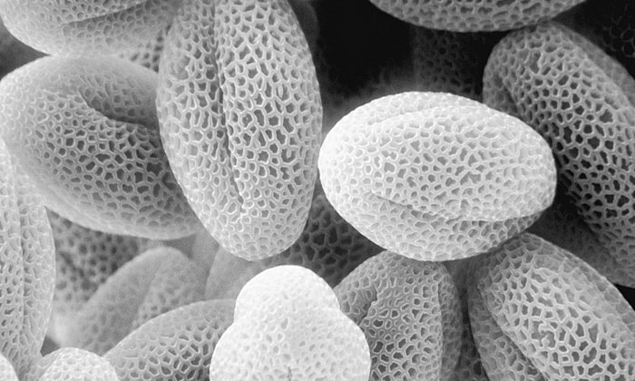 An SEM image of grass pollen.