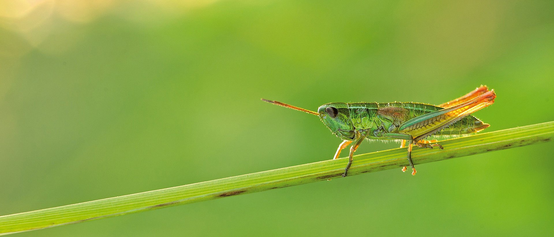 Insektenarten, wie diese Kleine Goldschrecke (Chrysochraon dispar), sind in ihren Beständen deutlich zurückgegangen.