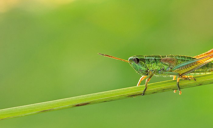 Insektenarten, wie diese Kleine Goldschrecke (Chrysochraon dispar), sind in ihren Beständen deutlich zurückgegangen.