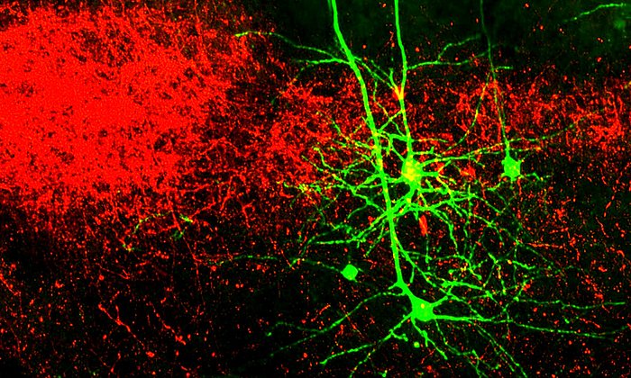 In rot sind Nervenzellen des Kortex angefärbt und in grün die Nervenzellfortsätze des „higher order“- Thalamus. (Bild: R. Mease, M. Metz, A. Groh / Cell Reports, 10.1016/j.celrep.2015.12.026, modifiziert, lizensiert unter CC BY-NC-ND 4.0)