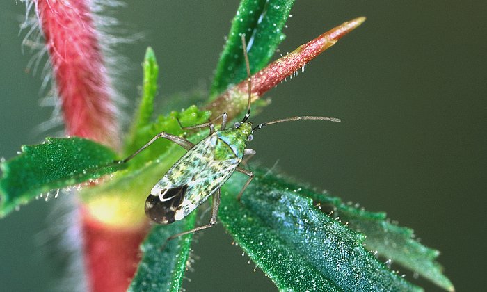 Der Kriechende Hauhechel oder Ononis repens ist eine Wirtspflanze der Weichwanze, die seinen Pflanzensaft aussaugt oder gelegentlich auch Insekten, die an den Drüsenhaaren des Hauhechels kleben. (Foto: Ekkehard Wachmann)