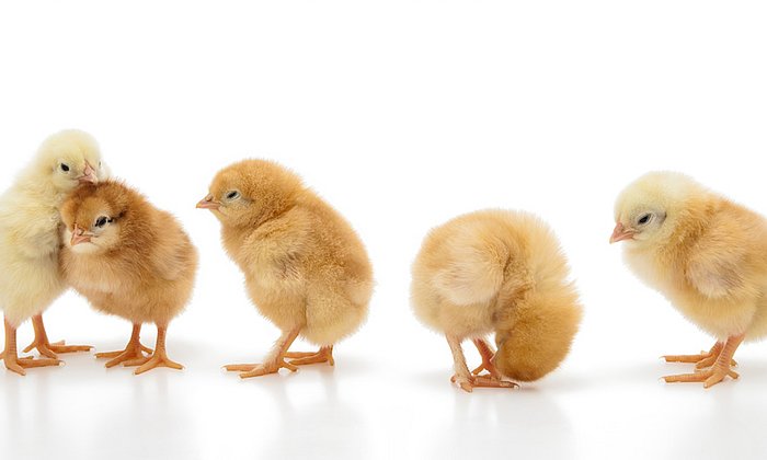 In Germany alone, around 50 million male chicks die every year for economic reasons. (Image: iStockphoto/ Sunnybeach)