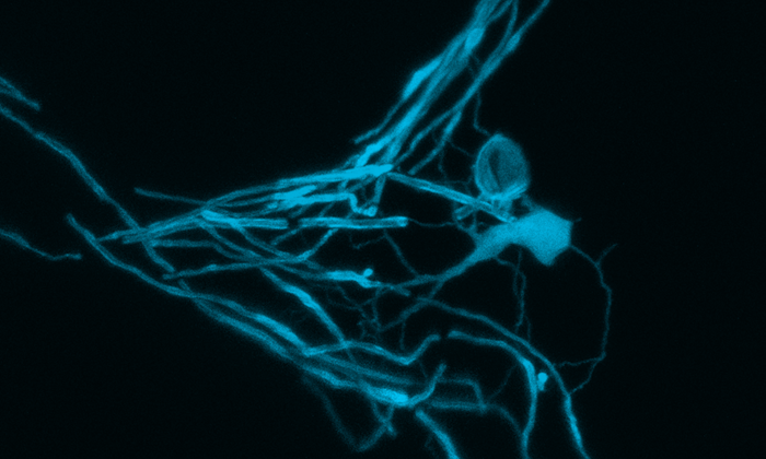 Ein Oligodendrozyt (rechts) bildet Myelin um ein Axon.