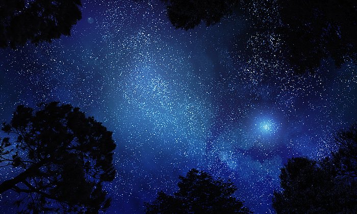 Starry sky through trees.