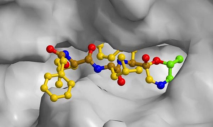 Like a key in the lock the tiny molecule blocks the proteasome