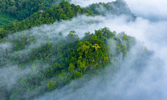 Der Amazonas-Regenwald verliert seine Widerstandsfähigkeit.