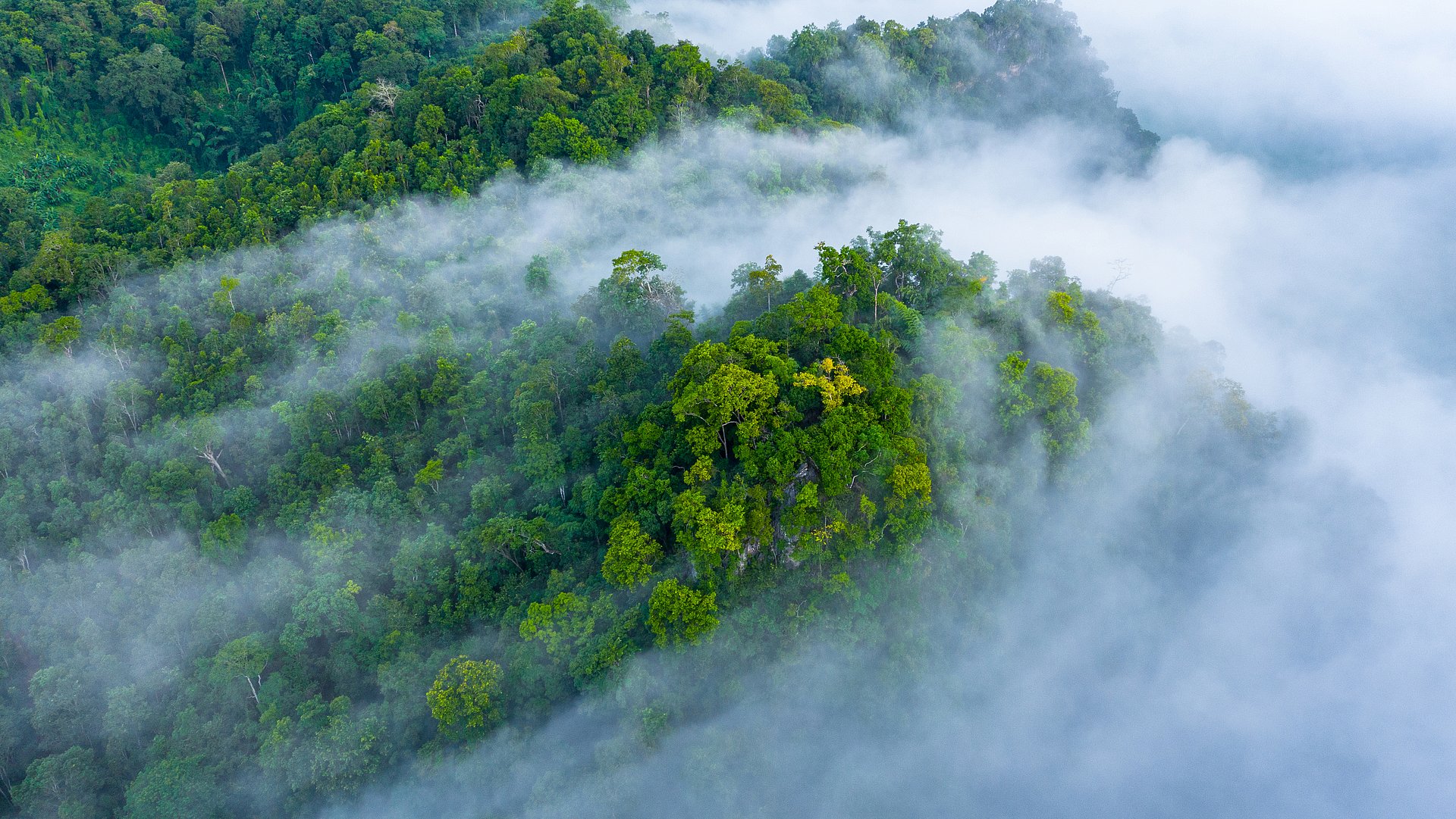 Der Amazonas-Regenwald verliert seine Widerstandsfähigkeit.