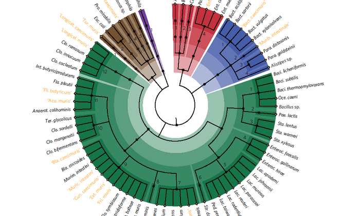 Die Abbildung wird Kladogramm genannt und zeigt erstmals 76 Darmbakterienstämme im Mikrobiom von Mäusen. (Quelle: Nature Microbiology)