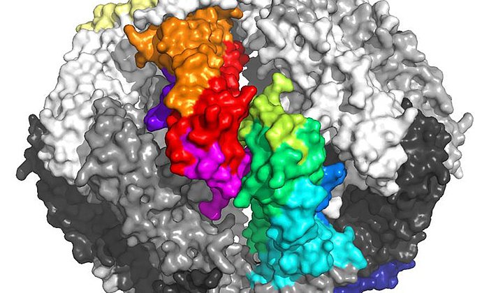 Fertigbauprinzip: 32 identische Untereinheiten bilden diese Form des Proteinkomplexes Sip1 – Bild: Tilly Fleckenstein / TUM