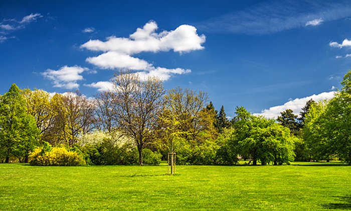 Mixed forests mitigate climate change because they store carbon dioxide longer and better. (Photo: iStock/DaLiu)