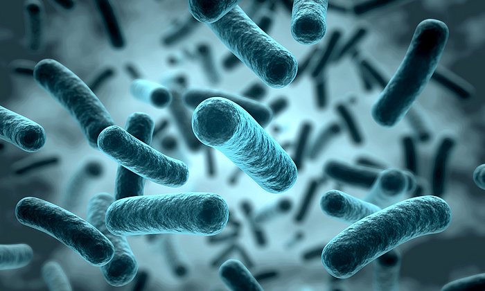 In mice with a normal gut flora, the microbiota are involved in cholesterol metabolism, thereby assisting with the efficient utilization of the animal fats. (Photo: Fotolia/ norman blue)