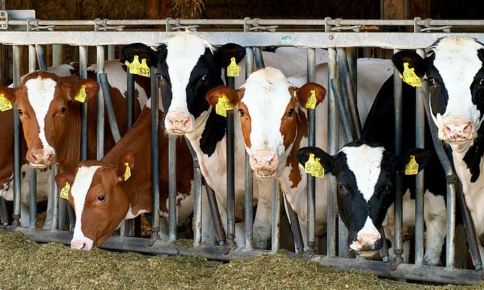 Die konventionelle Landwirtschaft verursacht mehr Treibhausgase als Öko-Betriebe - dafür erzielt sie höhere Erträge.