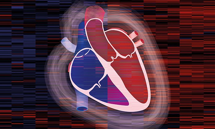 Eine schematische Zeichnung eines Herzmuskels.