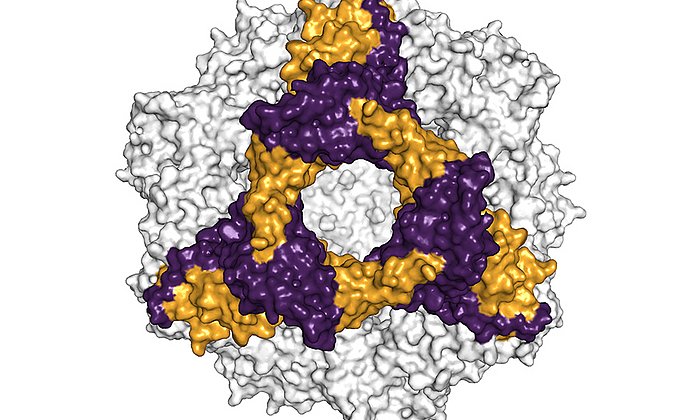 Räumliche Struktur des alphaB-Crystallins, eine hexamere Untereinheit ist farblich heraus gehoben – Bild: Andi Mainz / TUM