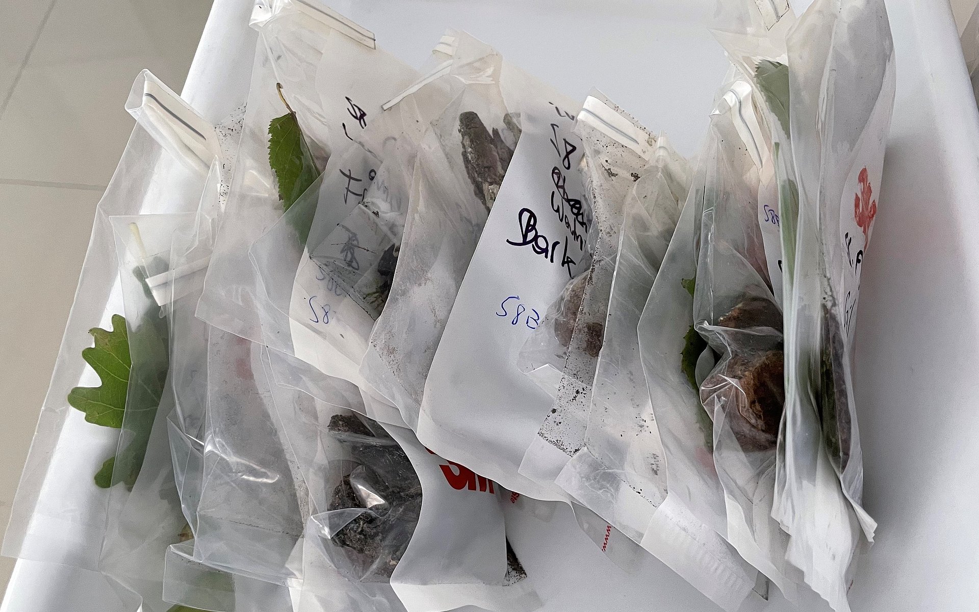 Collected substrate samples about soil, bark, leaves, fruits and fungi in small plastic bags.