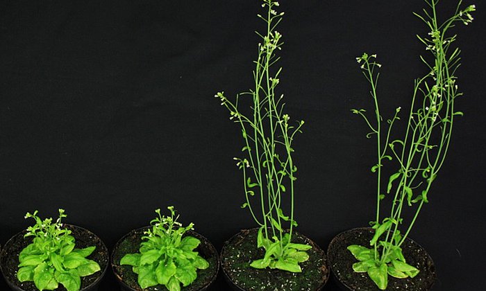Wuchsdefekte der Modellpflanze Ackerschmalwand (Arabidopsis thaliana), die durch fehlende Steroidhormonwirkung ausgelöst werden (linke Seite), konnten durch Wiederherstellen der Gibberellinproduktion behoben werden (rechte Seite). (Foto: Brigitte Poppenberger / TUM)