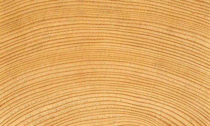 Nadelhölzer wie beispielweise die Fichte machen einen hohen Anteil an der Papierholzproduktion aus. (Foto: R.Rosin / TUM)