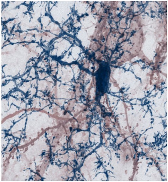 Kontakte einer Mikrogliazelle (blau) mit einer Nervenzelle und ihren dendritischen Fortsätzen (rot) im Mausgehirn.