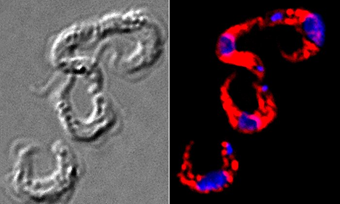 Trypanosoma in Brightfield Microscopy (left) and in Fluorescence microscopy (right). Stained here are the Glycosomes (red), which are targeted by the new strategy, and the DNA of the parasite (blue). Source: Ralf Erdmann and Vishal Kalel, Ruhr-Universität Bochum