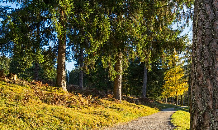 Der Humus unter dem Wald spielt eine ausschlaggebende Rolle für die Fruchtbarkeit, den Wasserhaushalt und die Nährstoffversorgung von Böden. (Foto: Fotolia/outdoorpixel)