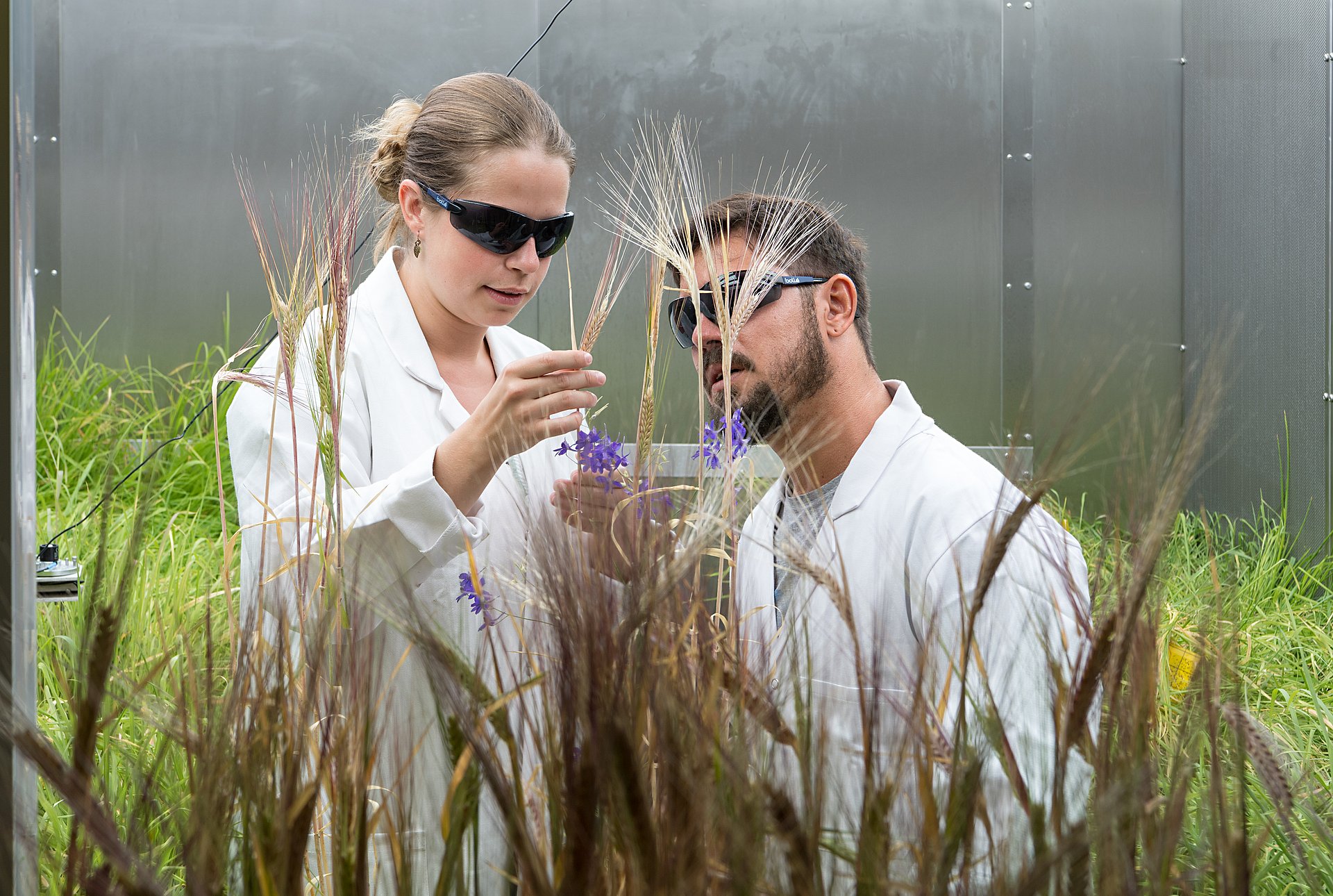 Members of a research group analyze experimental plants in the climate chamber