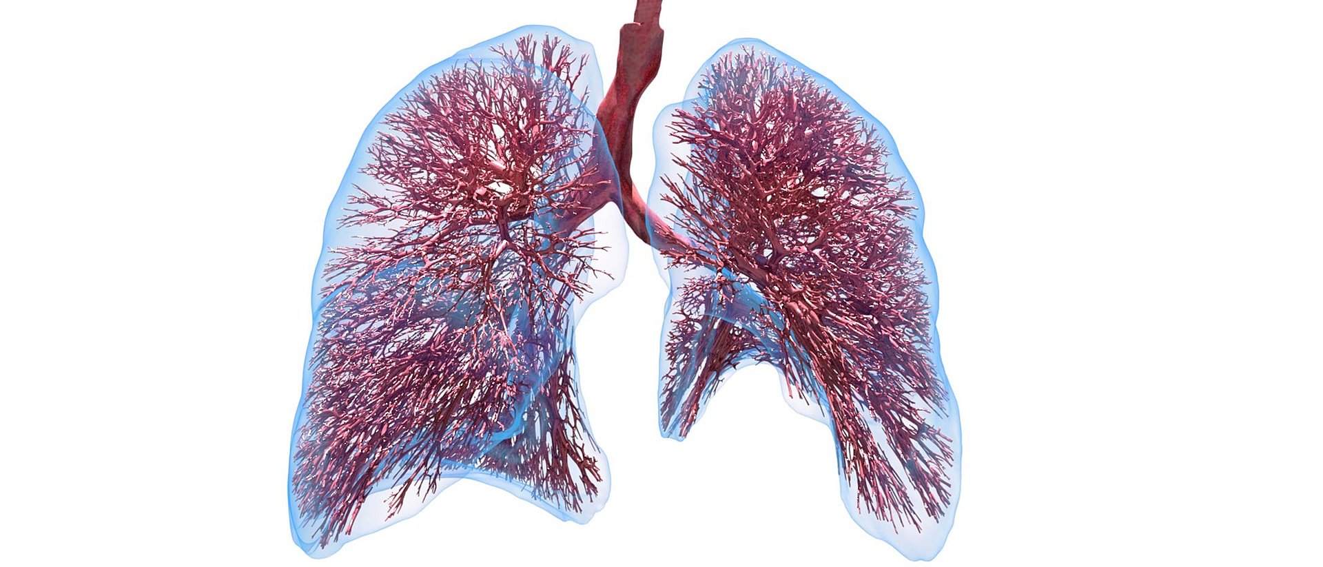 digital lung model