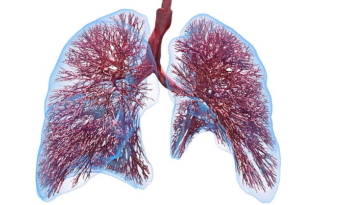 digital lung model