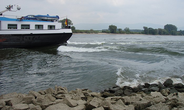 Eine Auswirkung der Schifffahrt: Uferbefestigungen schützen Fische vor dem Wellenschlag vorbeifahrender Schiffe – und bieten so neu eingewanderten Tierarten ideale Lebensbedingungen.