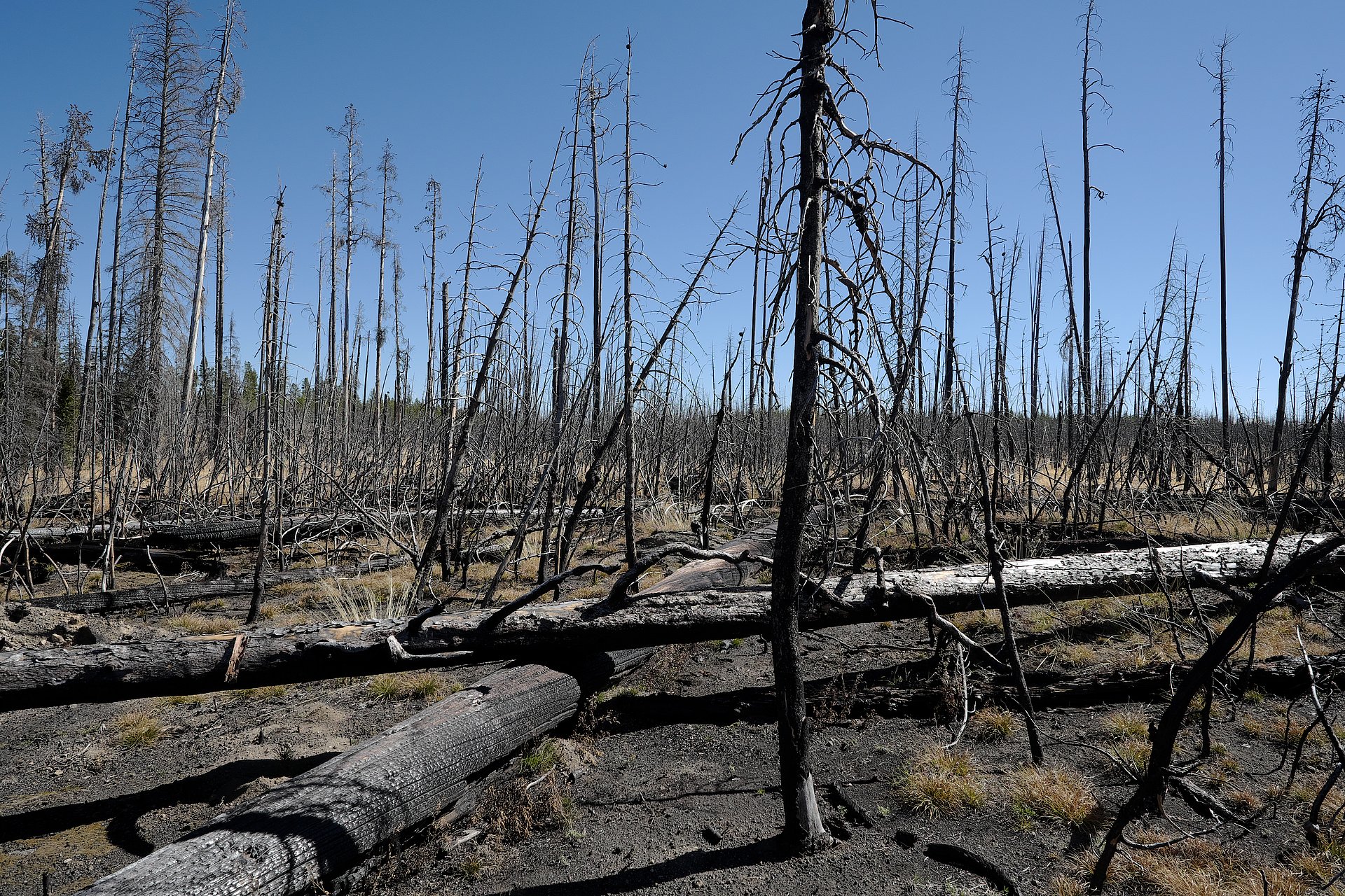 Wald nach Waldbrand