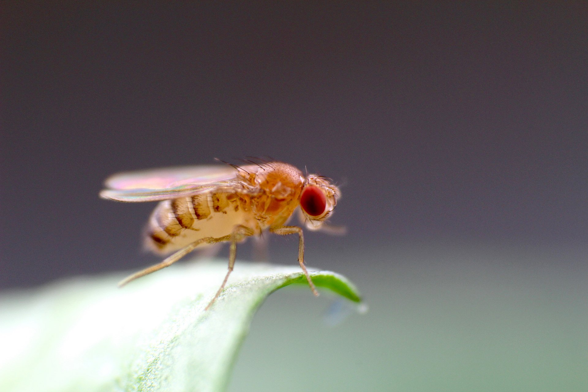 The "flying genome": The genetic model fly Drosophila melanogaster was investigated for the current study by Prof. Grunwald Kadows' research group on how the odour of animals ages. (Photo: Ariane Böhm / TUM)