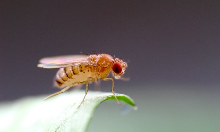 The "flying genome": The genetic model fly Drosophila melanogaster was investigated for the current study by Prof. Grunwald Kadows' research group on how the odour of animals ages. (Photo: Ariane Böhm / TUM)