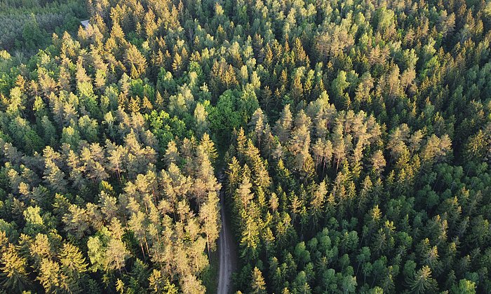 Wie es um die Gesundheit der europäischen Wälder bestellt ist, können die Nutzerinnen und Nutzer des Waldzustandsmonitors nun gezielt für einzelne Länder betrachten. 