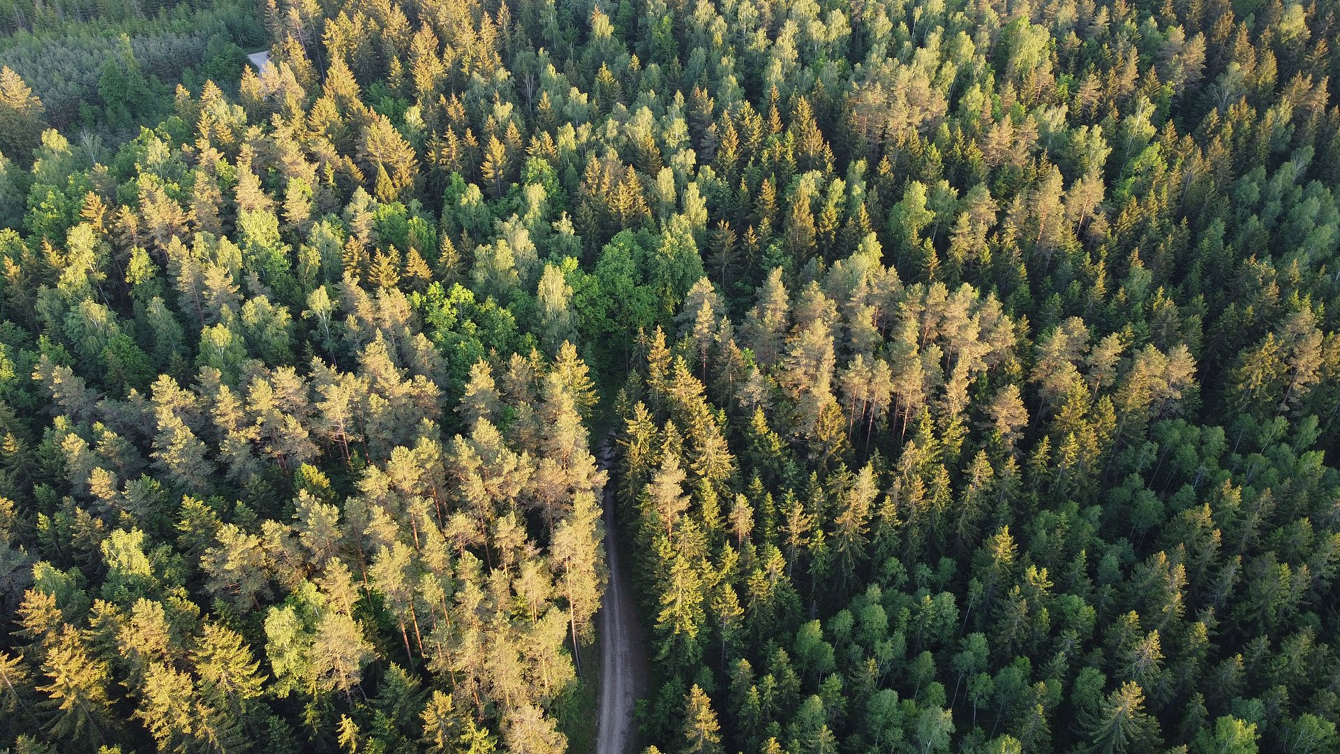 Wie es um die Gesundheit der europäischen Wälder bestellt ist, können die Nutzerinnen und Nutzer des Waldzustandsmonitors nun gezielt für einzelne Länder betrachten. 