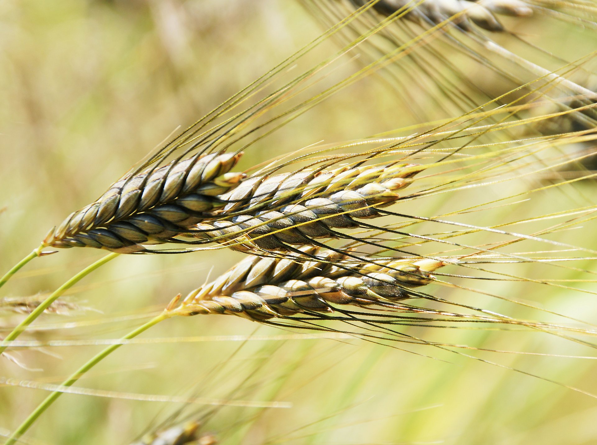 Wild Emmer is the origin of almost all cultivated varieties of wheat and one of the oldest cultivated plants. Emmer is closely related to bread and pasta wheat. (Poto: Fotolia/ J. Mühlbauer exclus.)