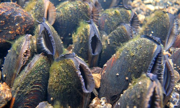 Wissenschaftler wollen die Flussperlmuschel vor dem Aussterben bewahren. (Bild: J. Geist / TUM)