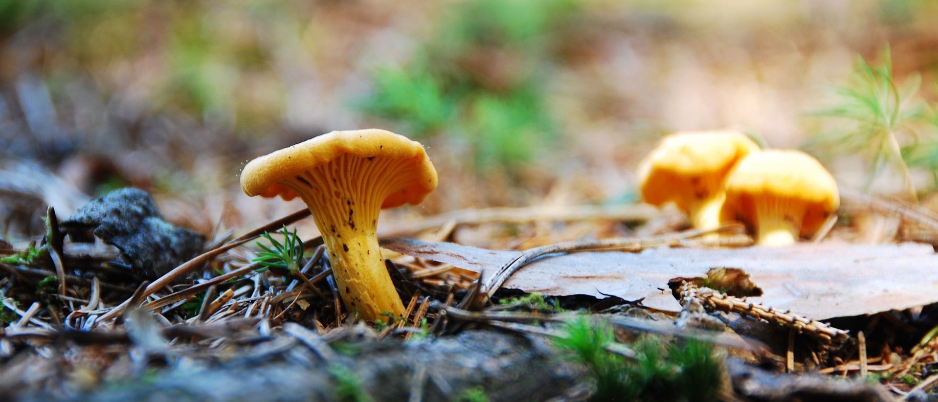 Chanterelle mushrooms in the forest.