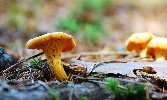 Chanterelle mushrooms in the forest.